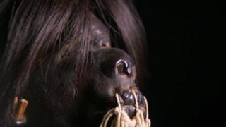 Shrunken Heads; Greeley Expedition; Broken Arrow