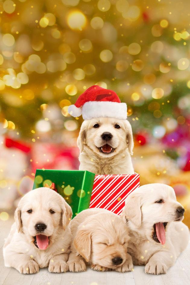 3 Holiday Tails