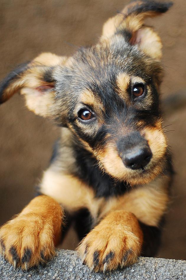 Dog Tales