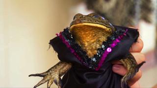 Frog Beauty Pageant