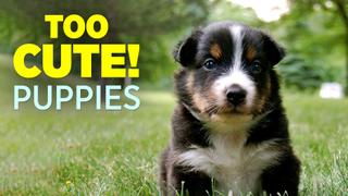 Too Cute! Puppies