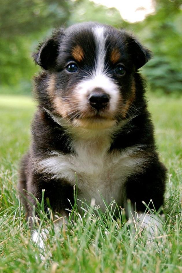 Too Cute! Puppies