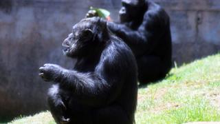 Primates