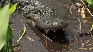 Mud Gator Attacks