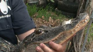 Alligator Rampage