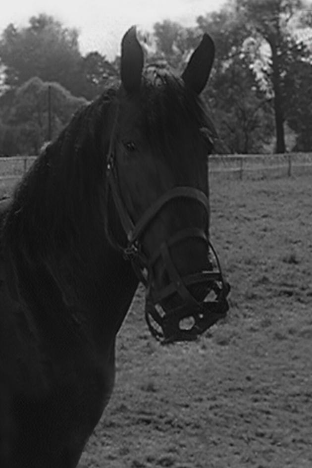 The Proud Stallion