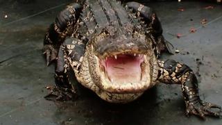 Horse-Devouring Gator