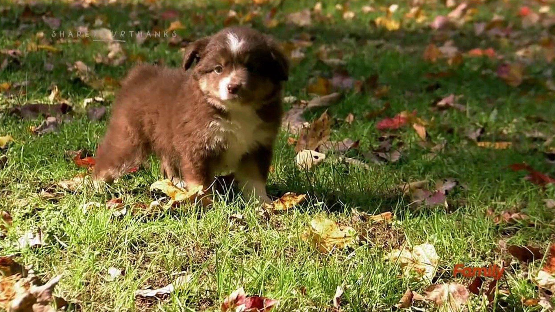 Too Cute! Puppies and Ducklings