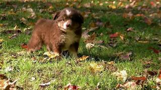 Puppies and Ducklings
