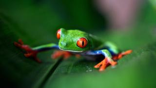 Our Spiritual Life With The Animals Part 1