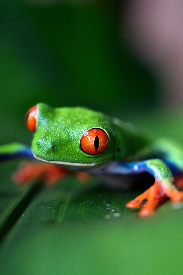 Amazing Animals
