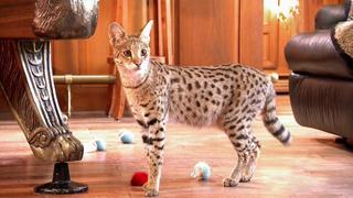 Kittens and Pocket Pets