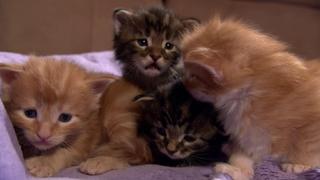 Kitten Cottonballs