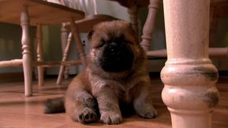 Super Fluffy Puppies