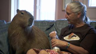Airline Addict; Crazy for Capybaras