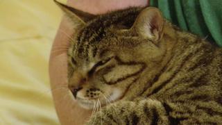 Aegean, Skookum, Li Hua, Peterbald, Chantilly and Cats That Have Nine Lives
