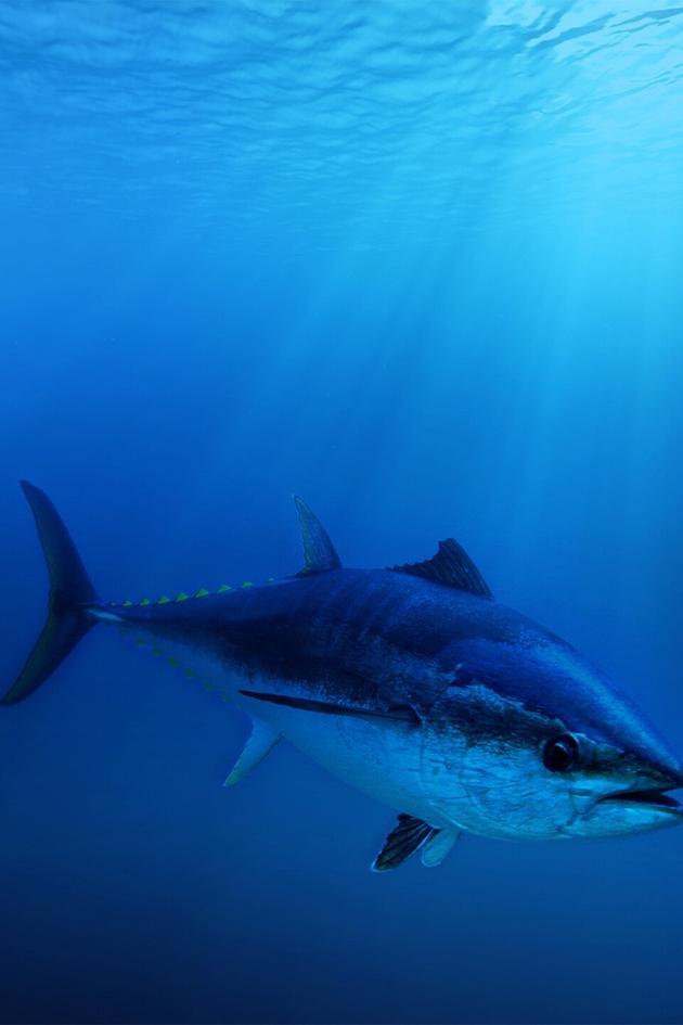 Superfish: Bluefin Tuna