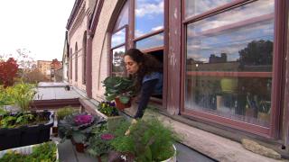 Urban Gardening