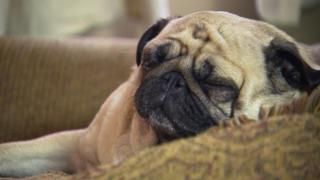 Bad Dog!