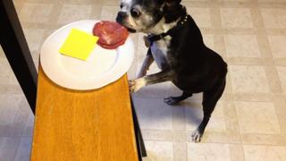 Picky Pets and Pet Peeves