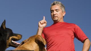 Bad Dogs of Comedy