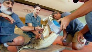 Journey to Croc Country