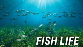 Fish Life