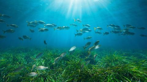 Fish Life