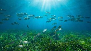 Fish Life
