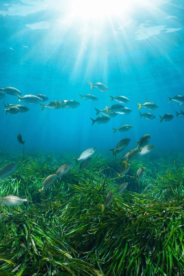 Fish Life