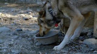 A Dog Mushers' Dream