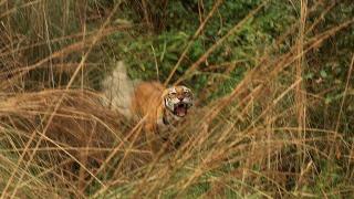 Man-eating Tiger
