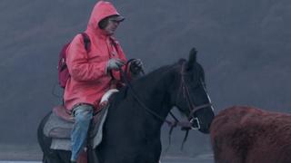 Cattle Drive