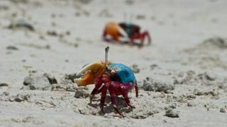 Zanzibar: Land of Giants