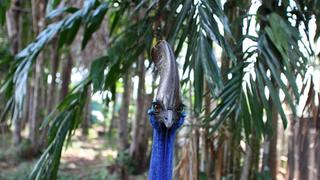 Cassowary Birds