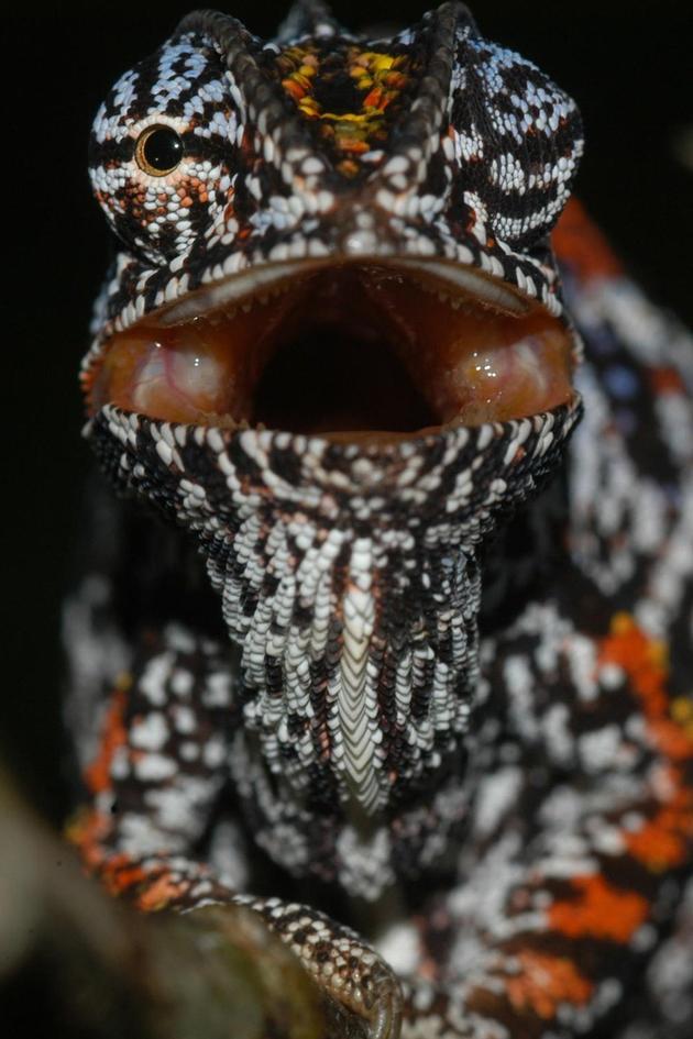 Chameleons of the World