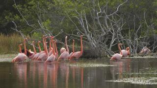 Galapagos: Darwin's Eden