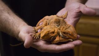 Two-Headed Bearded Dragon Birthday