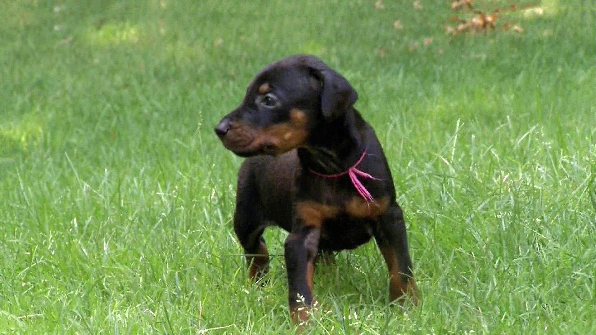 Too Cute Puppy Power too-cute-puppy-power