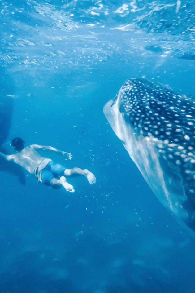 Freediving with Killer Whales