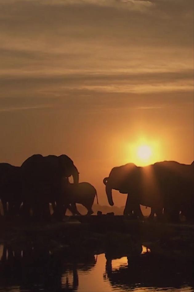 The Elephant King