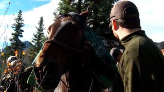 Saddle Sores