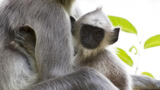 Sri Lanka: Monsoon Island