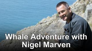 Whale Adventure with Nigel Marven