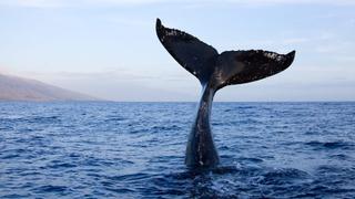 Whale Adventure with Nigel Marven