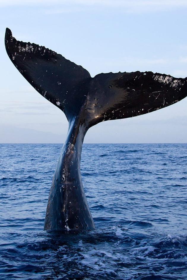 Whale Adventure with Nigel Marven