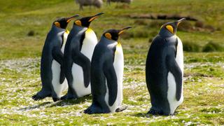 Falkland Islands: Penguin Paradise