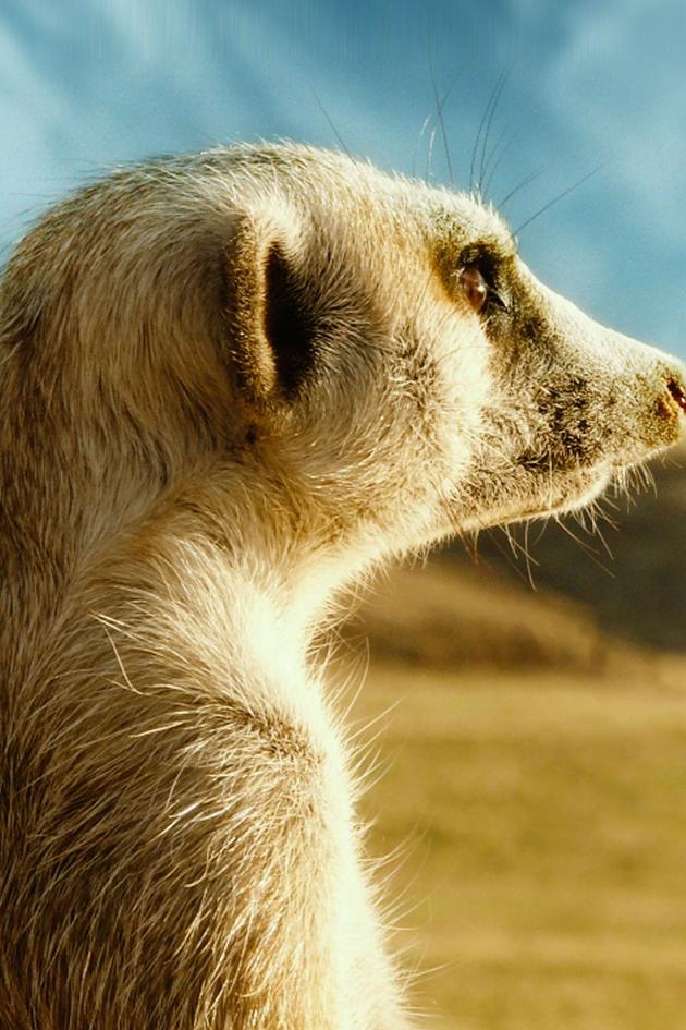 Meet the Meerkats