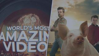 World’s Most Amazing Videos / Pig Royalty