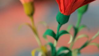 Robert's Crepe Paper Carnations
